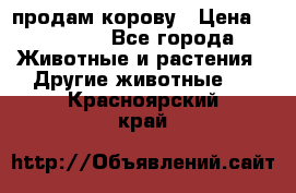 продам корову › Цена ­ 70 000 - Все города Животные и растения » Другие животные   . Красноярский край